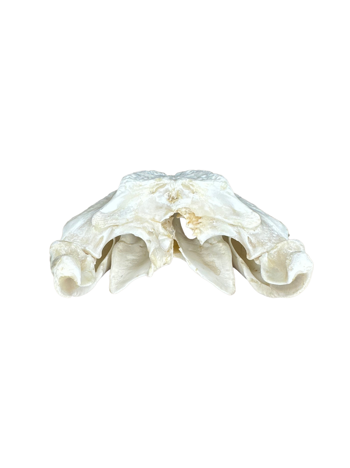 Nilkrokodilschädel mit CITES 30cm 4002