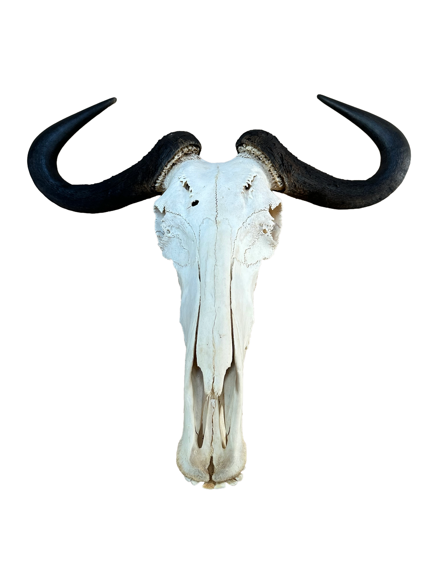 Streifengnu Schädel - 65 cm Hornspannweite