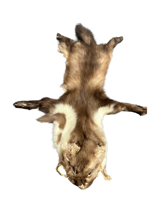 Steinmarder Fell Nr. 1