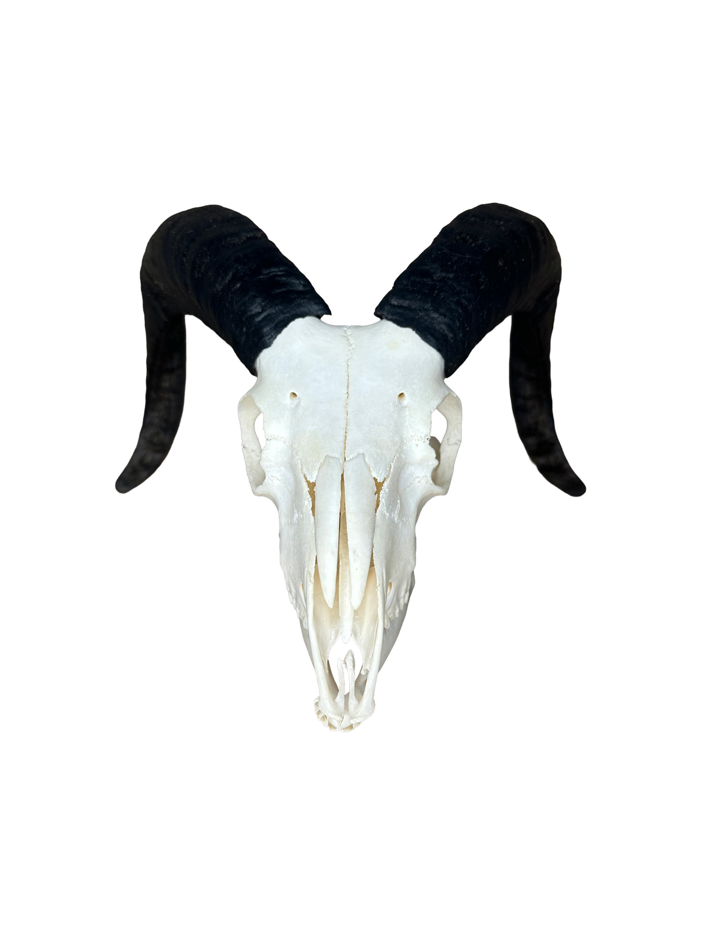 Soay Schaf Schädel Nr. 2 männlich