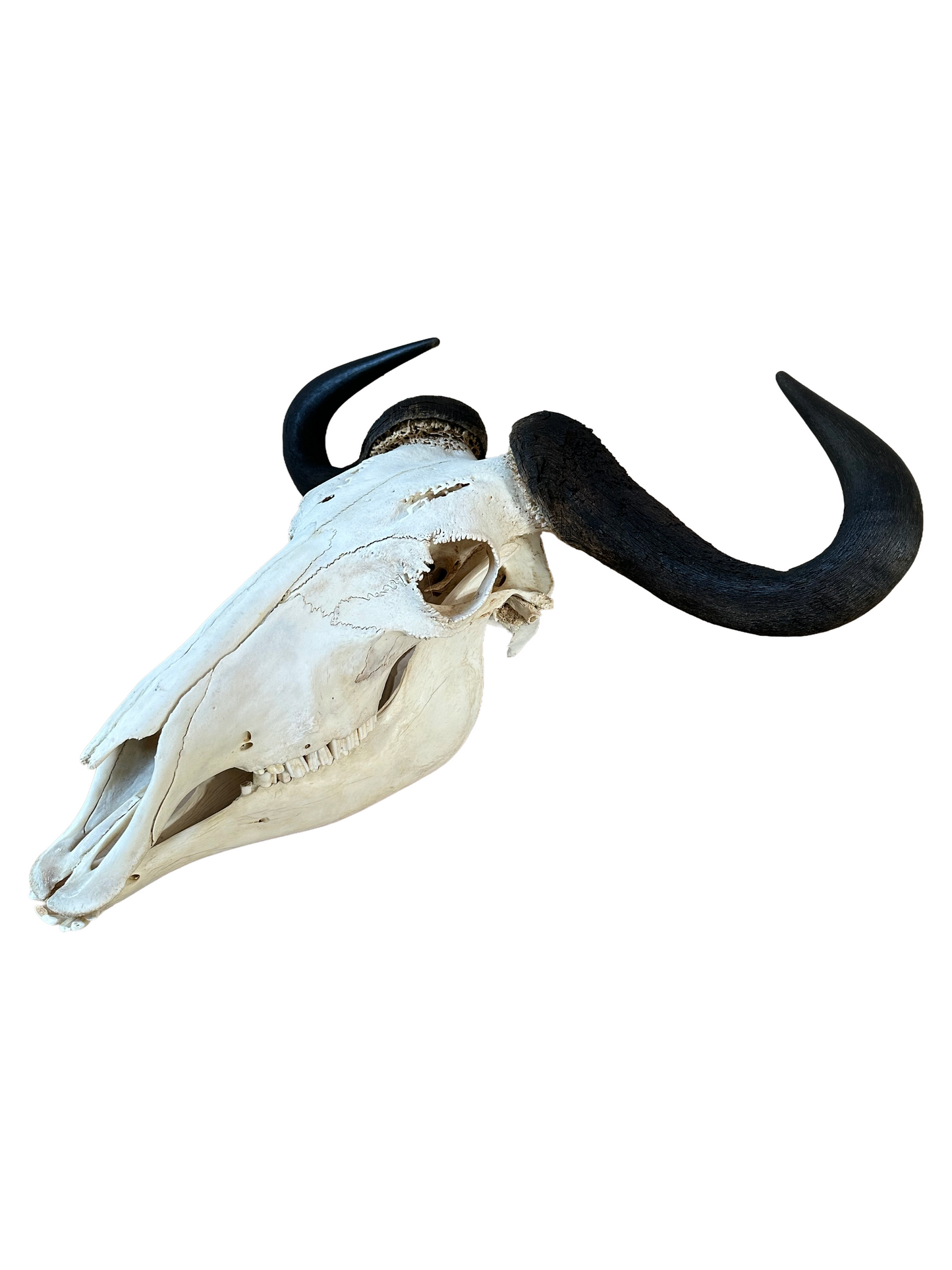 Streifengnu Schädel - 65 cm Hornspannweite