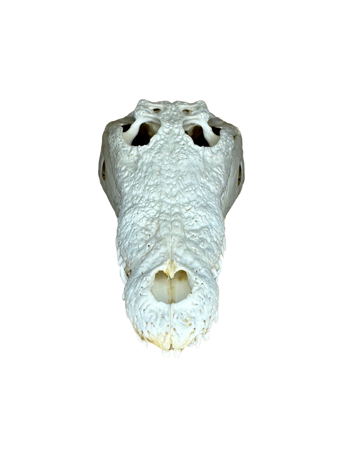 Nile crocodile skull with CITES permit, 30cm, 4002