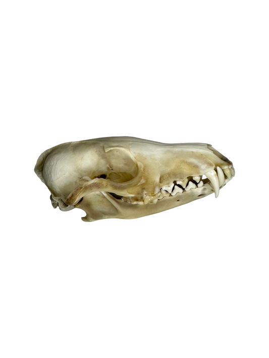 Fuchs Schädel Augenhöhle abgebrochen Nr. 4