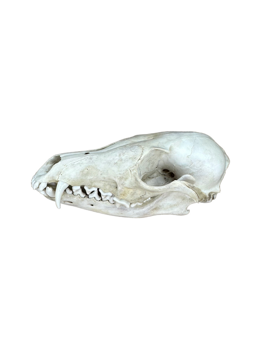 Fuchs Schädel Einschussloch Nr. 1